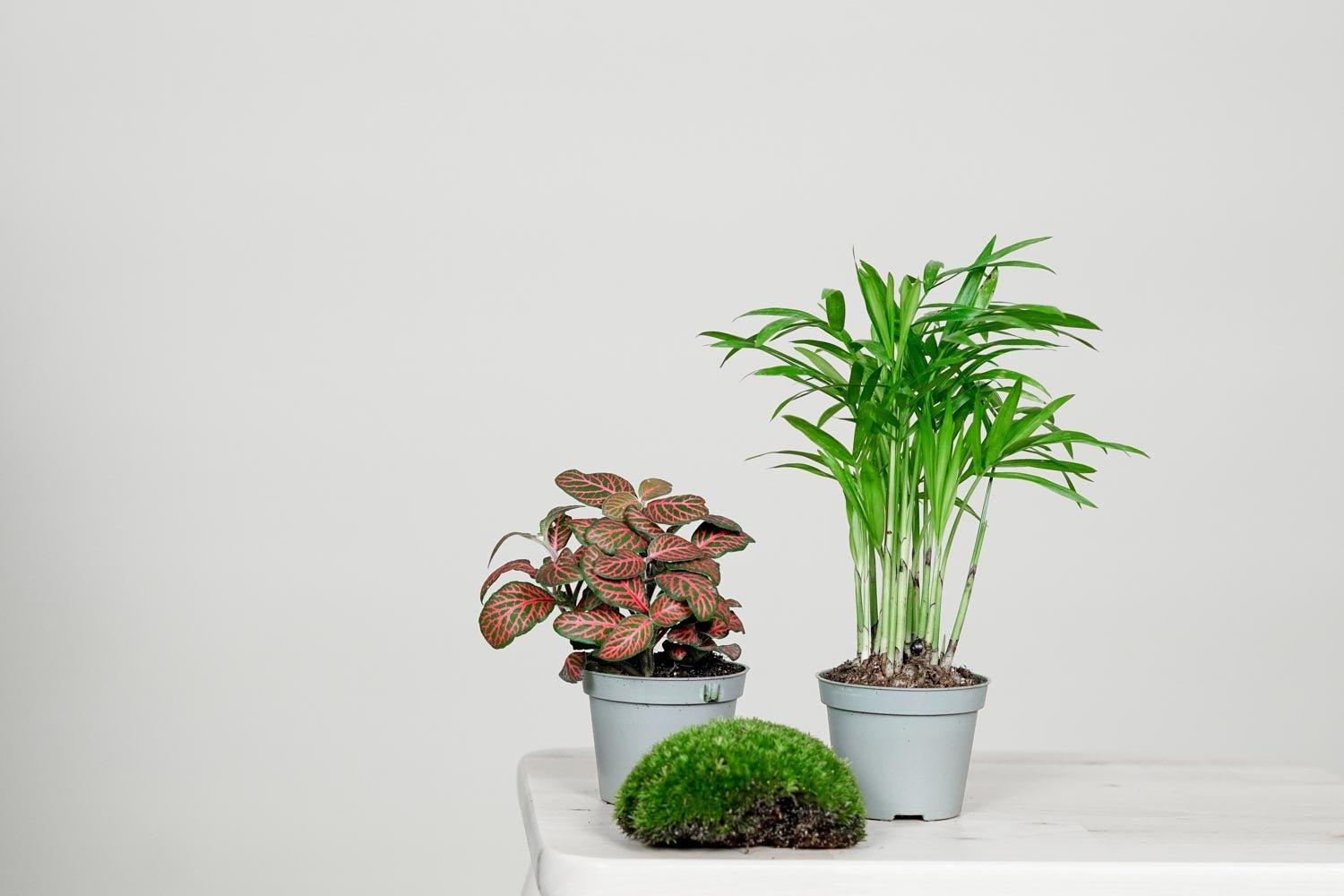 alocasia gigantea variegata Alocasia Gigantea Aurea Variegated | Care Guide and Pro Tips - Delivery  from Toronto across Canada main image 0
