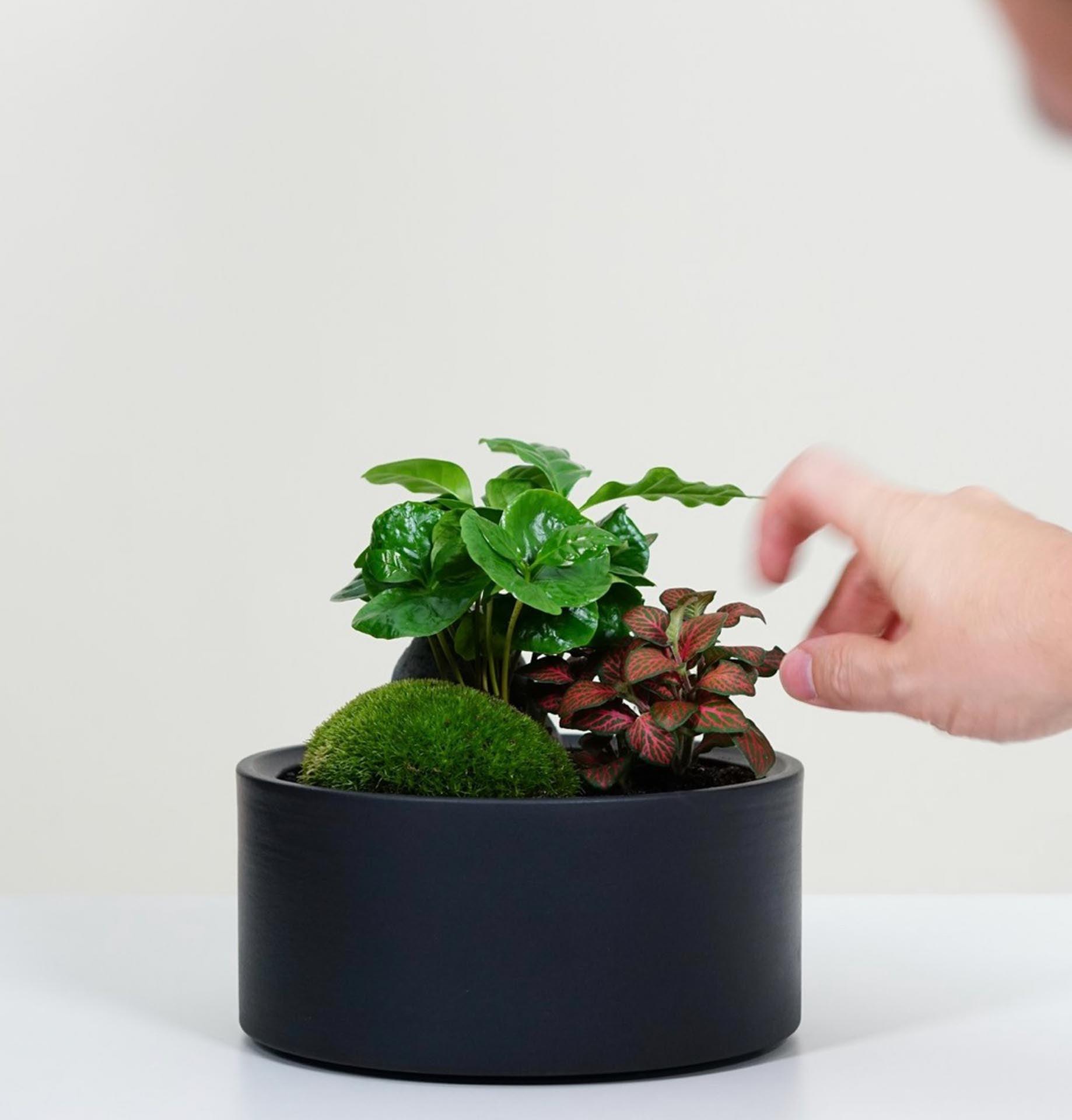 gummibaum sonnenbrand was tun Ficus Elastica gemischt kaufen main image 0