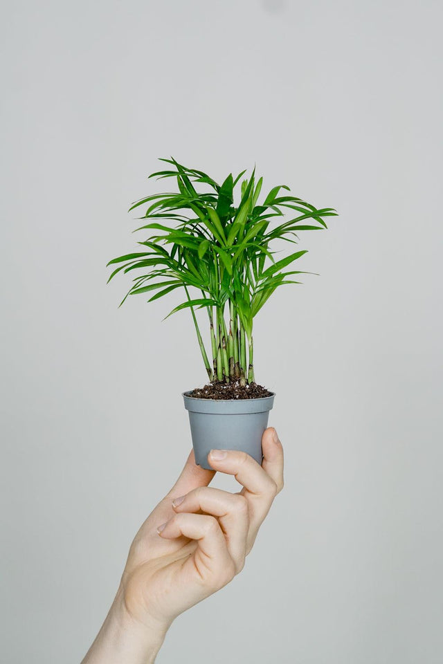 Minipflanzen - elegante Zimmerpflanze mit filigranen Blättern in einem nachhaltigen Glasdesign.