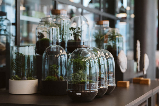 Flaschengarten kaufen in Berlin am Südkreuz im Blumenfisch Store Ökosystem im Glas