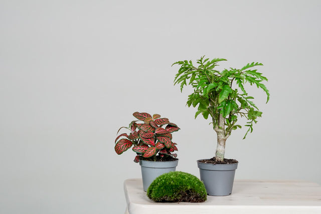 CERA-Flaschengarten DIY-Set: Erschaffe dein eigenes Mini-Biotop in elegantem Weiß. Alle Teile für deinen individuellen Flaschengarten sind enthalten.