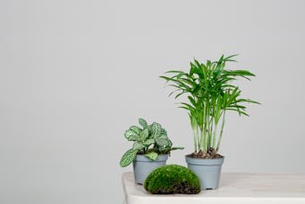 Flaschengarten Minipflanzen Pflanzen im Glas