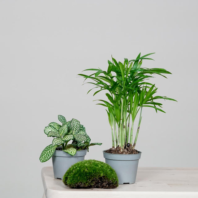 Flaschengarten Greenery Living Minipflanzen