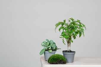 CERA-Serie: Weißer Glasdome für kreative Pflanzenarrangements. Perfekt für Sukkulenten, Moose und andere kleine Pflanzen.