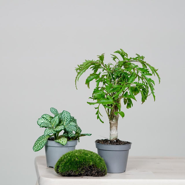 Elegantes CERA-Dome DIY-Set: Gestalte dein eigenes Mini-Gewächshaus mit weißen Keramik-Elementen. Enthält alles, was du für ein blühendes Ökosystem benötigst.