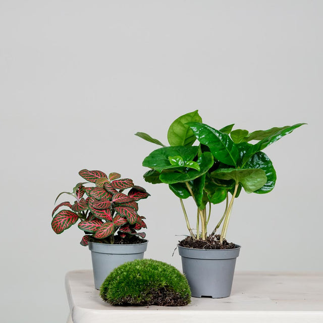 CERA-Serie: Dein persönlicher Flaschengarten. Das weiße Dome-Set bietet die perfekte Basis für dein kreatives Projekt.