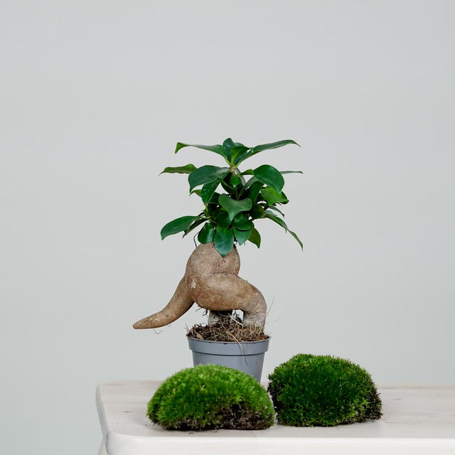 CERA-Flaschengarten DIY: Einfache Anleitung, hochwertige Materialien. Kreiere deine eigene grüne Oase in einem modernen Glasgefäß.