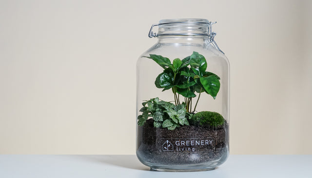 Flaschengarten JAR mit Coffea Arabica – pflegeleichter Minigarten mit exotischem Flair.