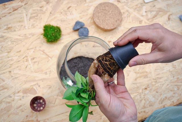 Flaschengarten erstellen Minipflanzen Pflanzen im Glas