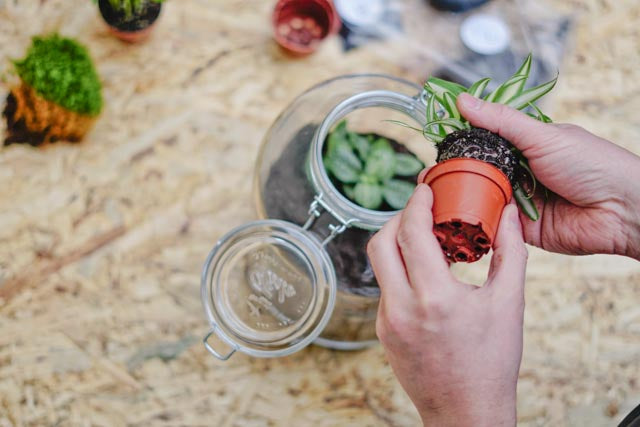 Flaschengarten erstellen Minipflanzen Pflanzen im Glas