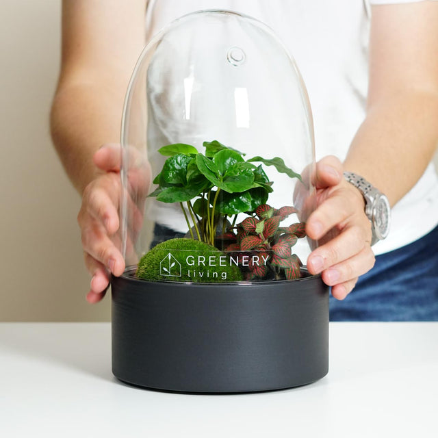 Nachhaltige Flaschengärten mit lebenden Pflanzen – Eine grüne Bereicherung für jeden Raum.