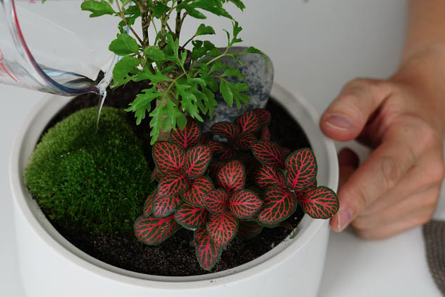 Handgemachte Flaschengärten von Greenery Living – Innovative Wohnaccessoires mit natürlichen Materialien.