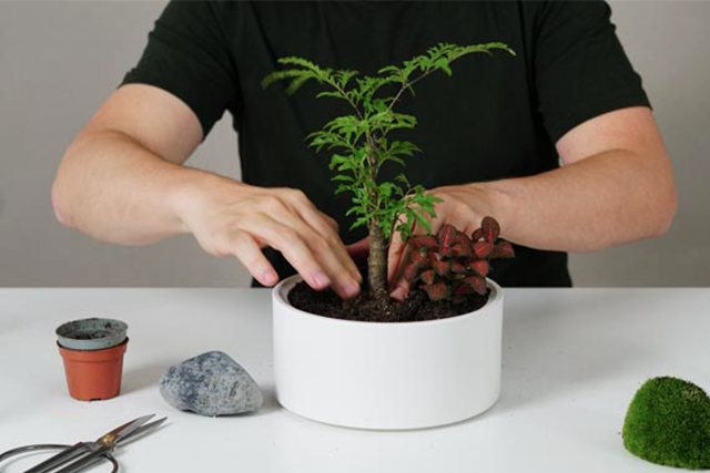 Handgemachte Flaschengärten von Greenery Living – Innovative Wohnaccessoires mit natürlichen Materialien.