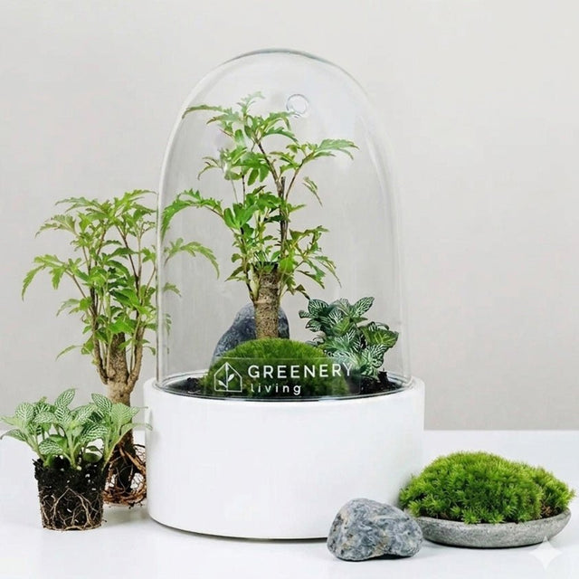 Premium Flaschengarten CERA - Serie (weiß, Dome) DIY - Set - Greenery Living