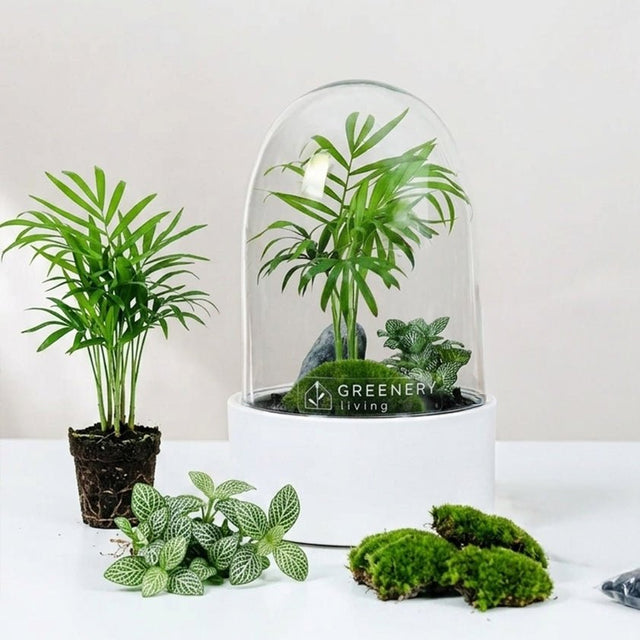 Premium Flaschengarten CERA - Serie (weiß, Dome) DIY - Set - Greenery Living