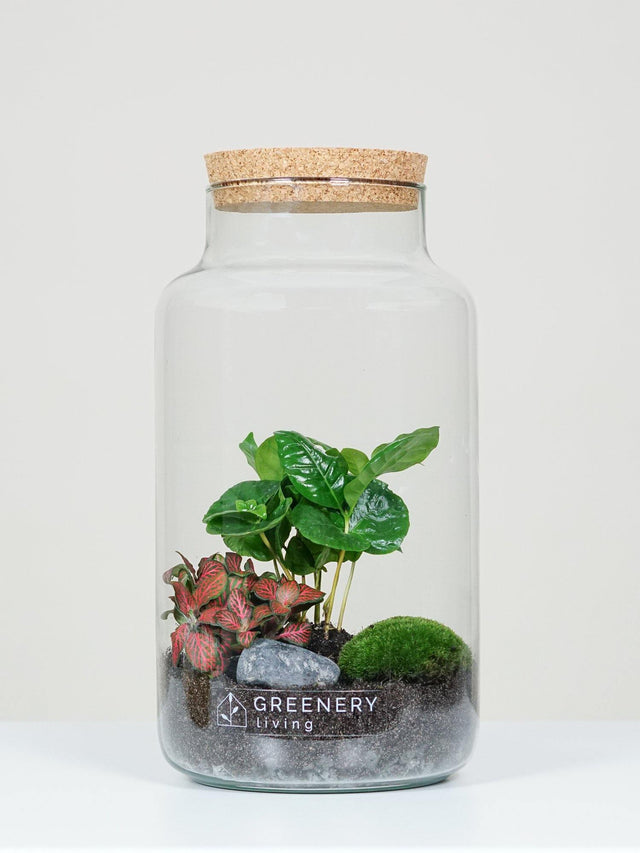 Flaschengarten CORK-Serie DIY-Set - Greenery Living