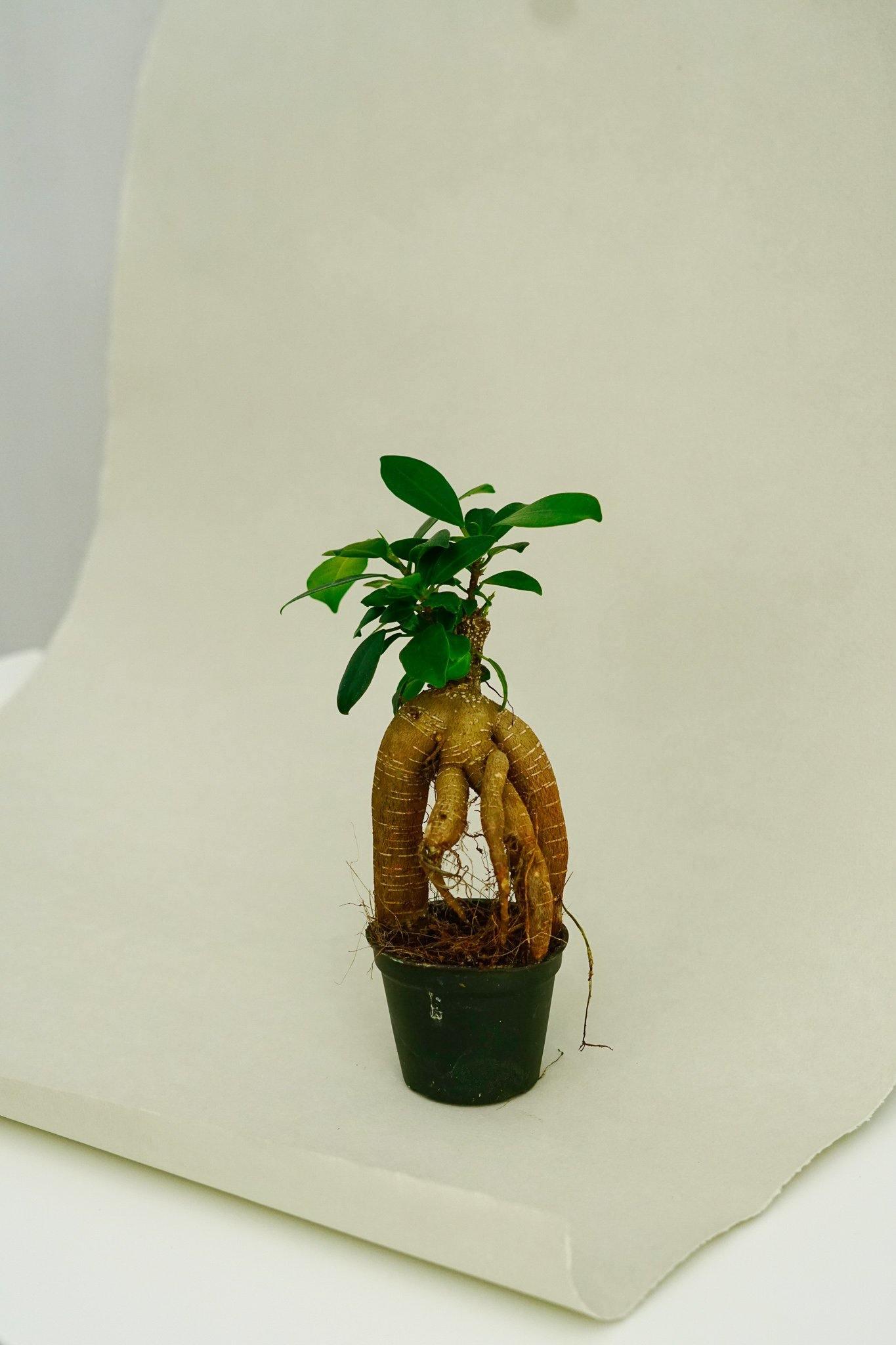 Bonsai Ficus Ginseng – Pflanzen für Flaschengarten – Greenery Living