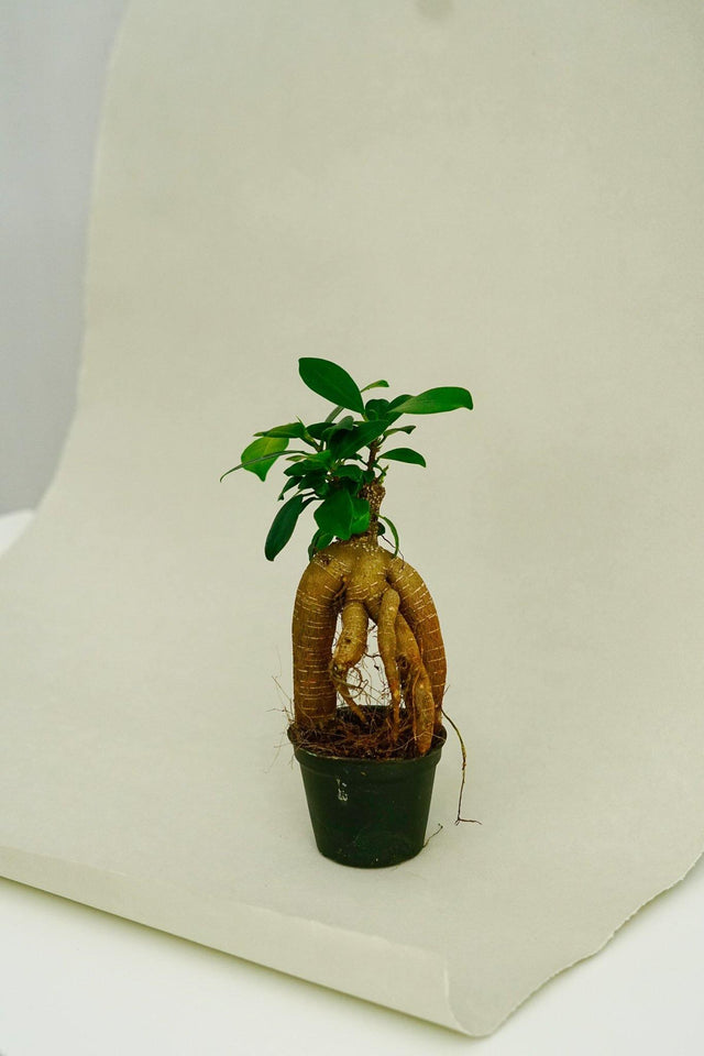 Minipflanze Bonsai Ficus Ginseng - Greenery Living
