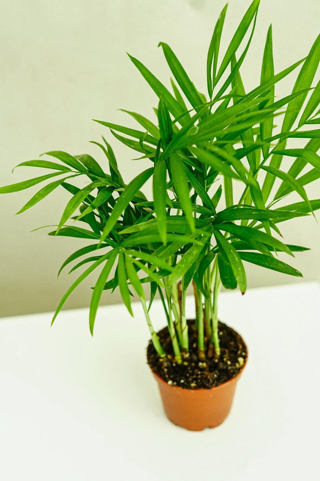 Minipflanze Chamaedorea Elegans - Greenery Living