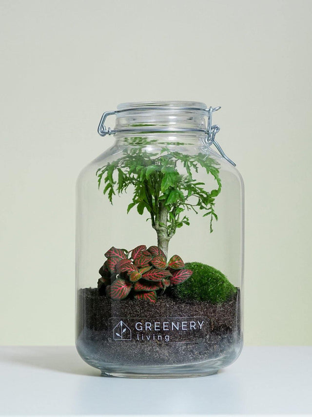 Flaschengarten Fiederaralie | Rote Mosaikpflanze | Moospolster
-JAR-Serie DIY-Set - Greenery Living