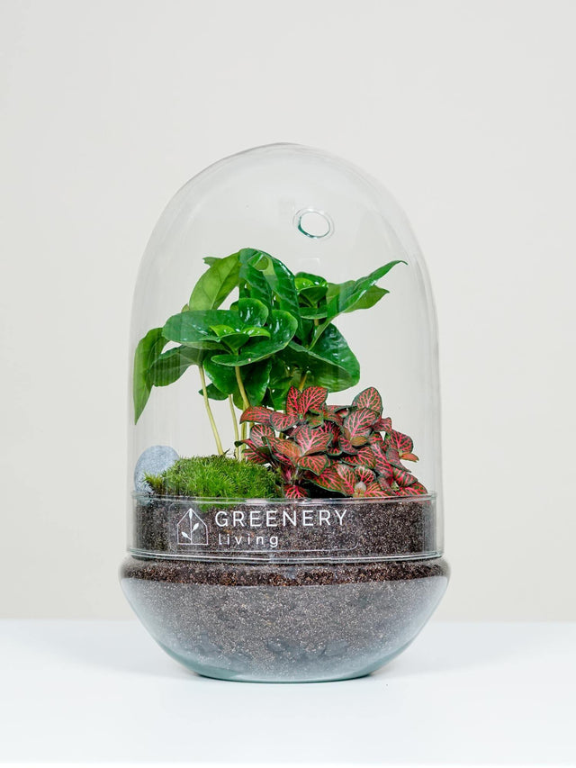 Flaschengarten Kaffee-Pflanze | Rote Mosaikpflanze  | Moospolster
-EGG-Serie DIY-Set - Greenery Living