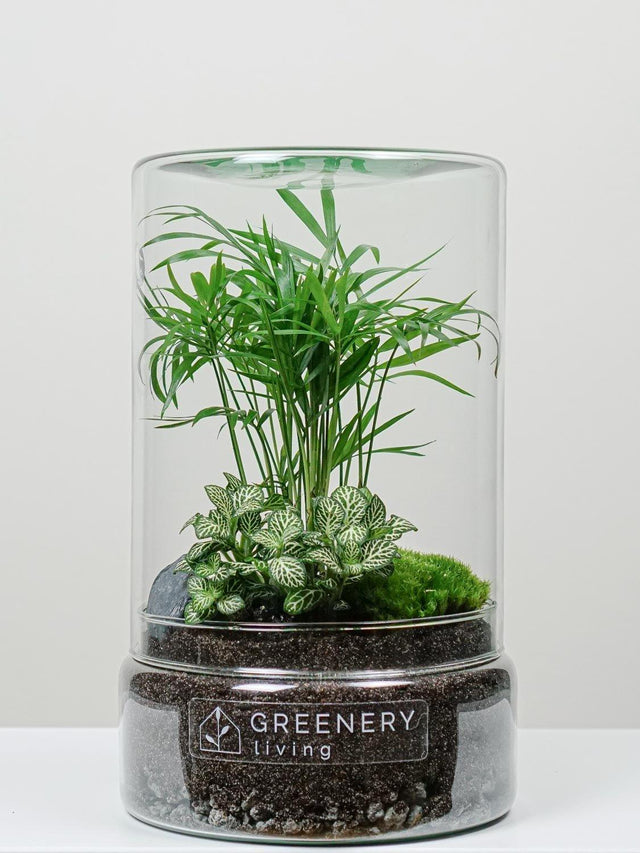 Flaschengarten Mexikanische Bergpalme  | Weiße Mosaikpflanze  | Moospolster
-TUBE-Serie DIY-Set - Greenery Living