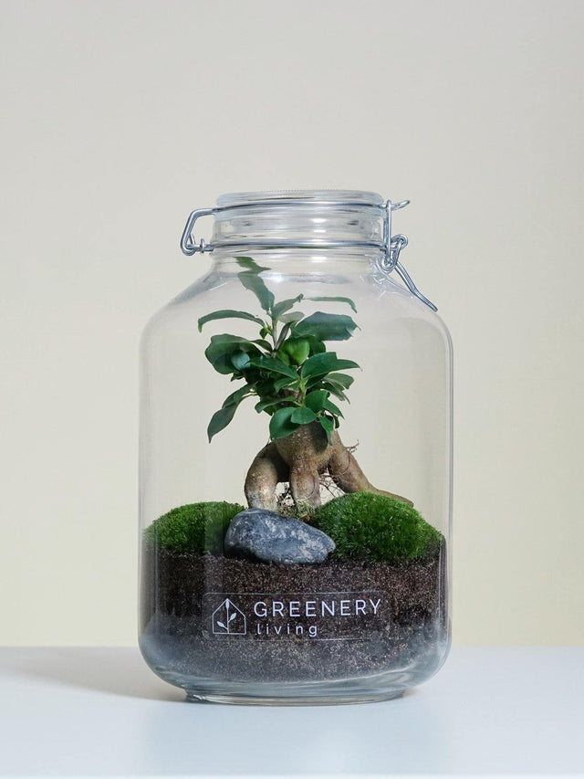 Flaschengarten JAR-Serie DIY-Set - Greenery Living