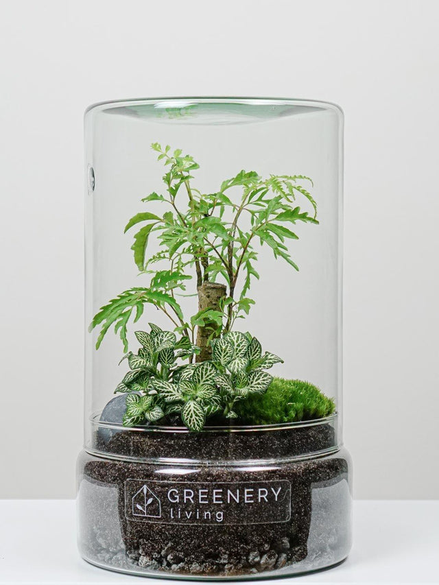 Flaschengarten TUBE-Serie DIY-Set - Greenery Living