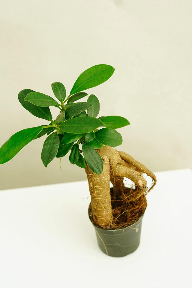 Minipflanze Bonsai Ficus Ginseng - Greenery Living