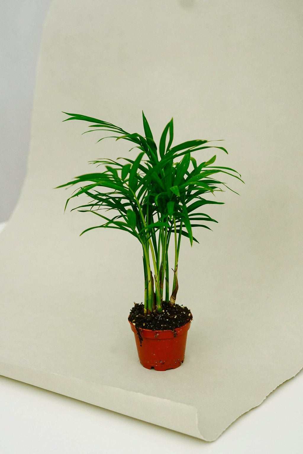 Plante artificielle Palmier des montagnes mexicain avec cache-pot doré