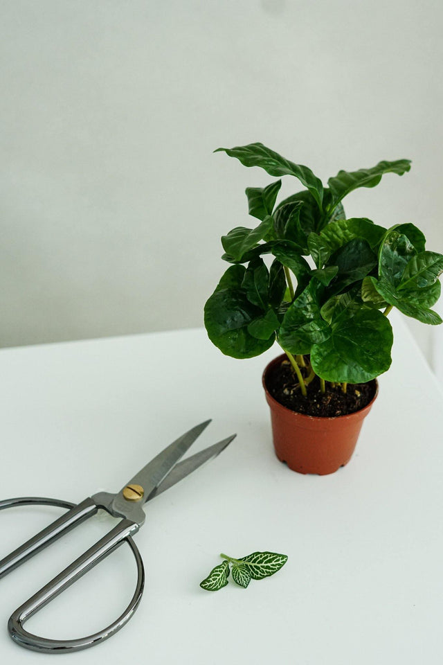 Minipflanze Coffea Arabica - Greenery Living