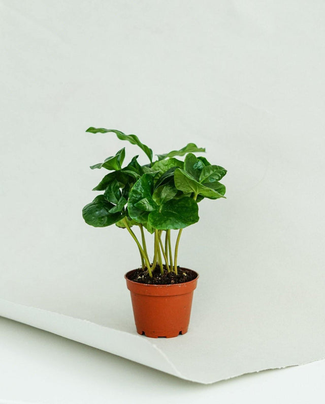 Minipflanze Coffea Arabica - Greenery Living