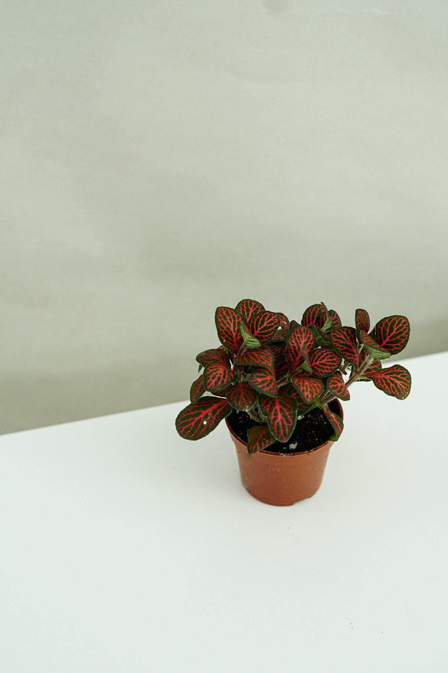 Minipflanze Fittonia Red - Greenery Living