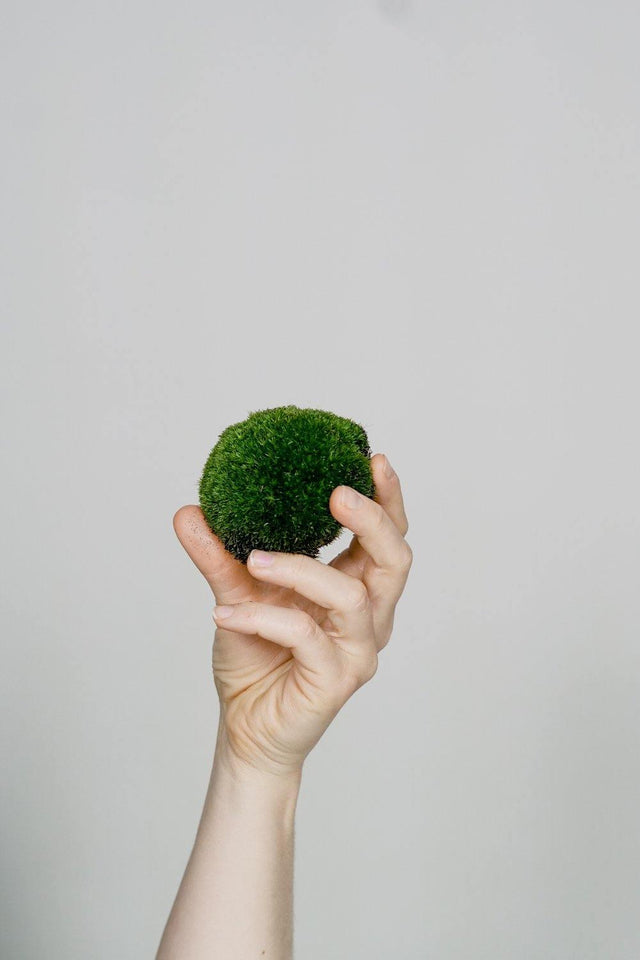 Minipflanze Kugelmoos - Greenery Living