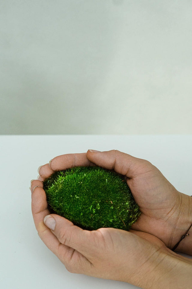 Minipflanze Kugelmoos - Greenery Living