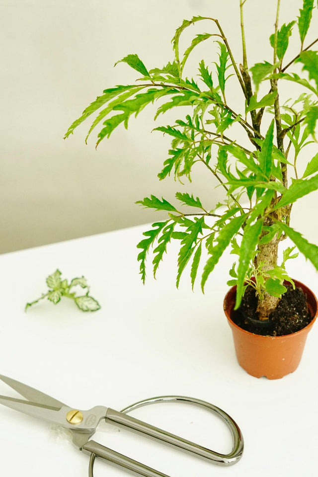 Polyscias Filicifolia als tropische Minipflanze im Flaschengarten TUBE – perfektes Biotop für urbane Wohnräume.
