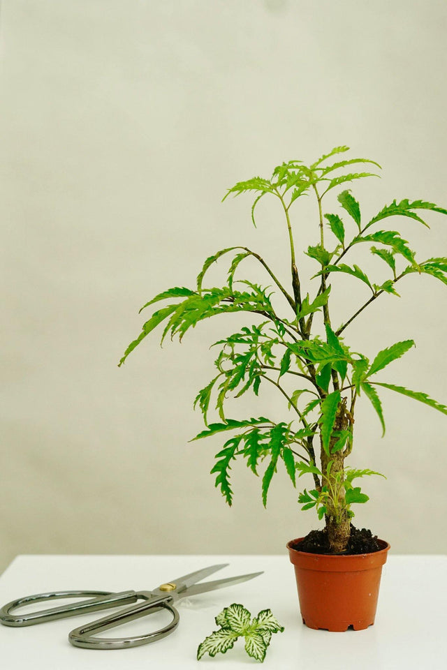 Detailaufnahme der Polyscias Filicifolia im Flaschengarten CORK – glatter Stamm und verzweigte Triebe für stilvolles Ambiente.