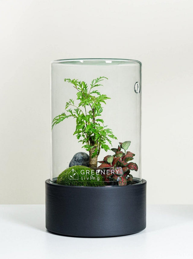 Premium Flaschengarten Fiederaralie | Rote Mosaikpflanze | Moospolster
-CERA-Serie (schwarz, Cylinder) DIY-Set - Greenery Living