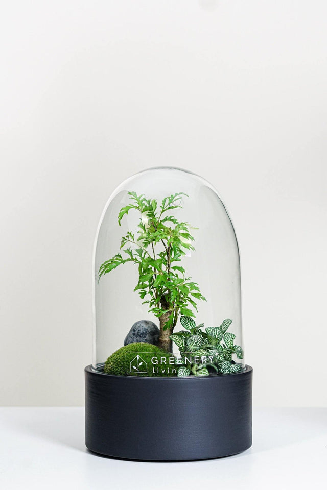 Premium Flaschengarten Fiederaralie  | Weiße Mosaikpflanze | Moospolster
-CERA-Serie (schwarz, Dome) DIY-Set - Greenery Living