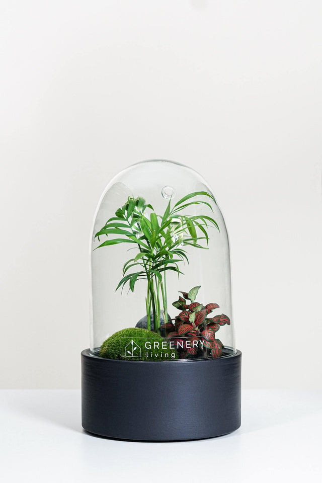 Premium Flaschengarten Mexikanische Bergpalme  | Rote Mosaikpflanze | Moospolster
-CERA-Serie (schwarz, Dome) DIY-Set - Greenery Living