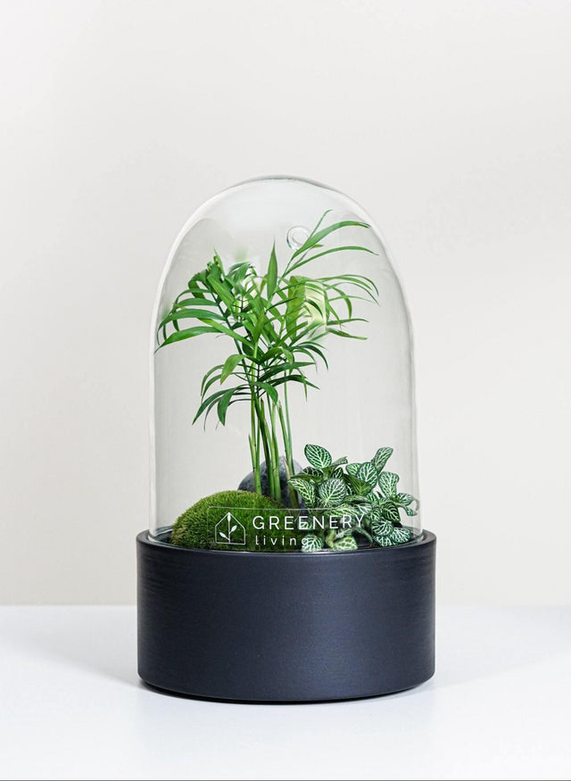 Premium Flaschengarten Mexikanische Bergpalme  | Weiße Mosaikpflanze  | Moospolster
-CERA-Serie (schwarz, Dome) DIY-Set - Greenery Living