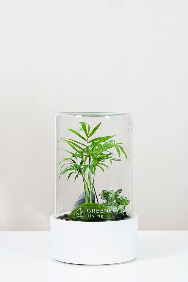 Premium Flaschengarten CERA-Serie (weiß, Cylinder) DIY-Set - Greenery Living