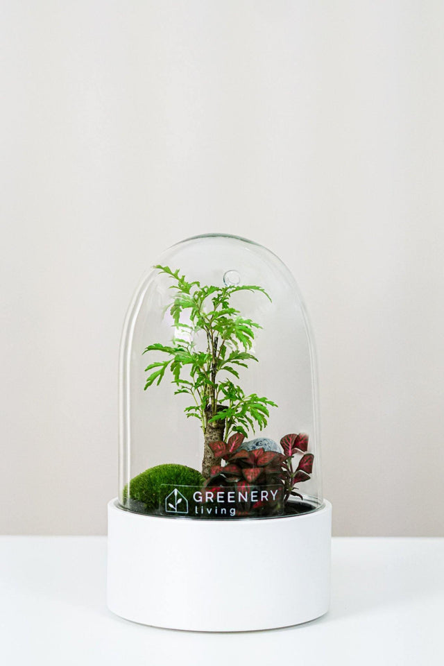 Premium Flaschengarten CERA-Serie (weiß, Dome) DIY-Set - Greenery Living
