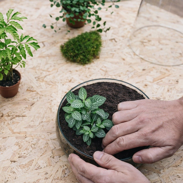 Flaschengarten oder Pflanzenterrarium - Greenery Living