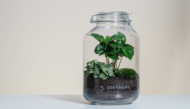 Flaschengarten Greenery Living Minipflanzen