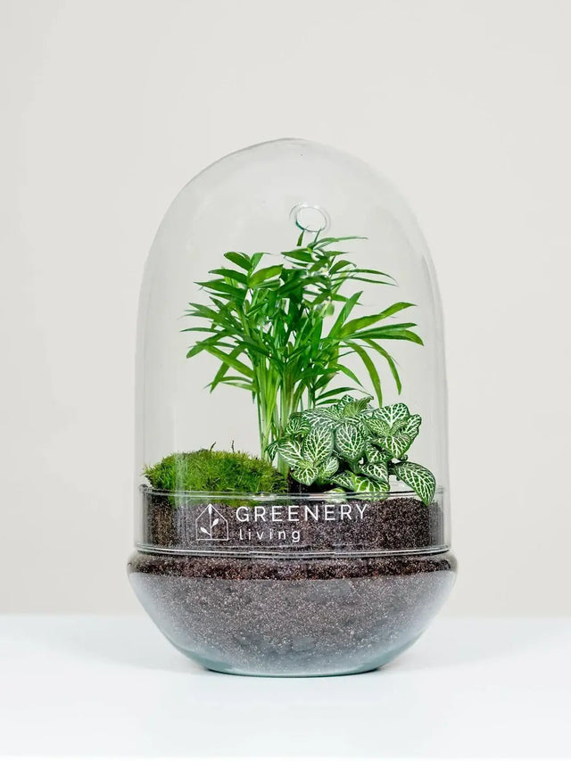 Flaschengarten kaufen Header- Greenery Living, Pflanze im Glass Egg Serie mit Mexikanische Bergpalme  | Weiße Mosaikpflanze  | Moospolster