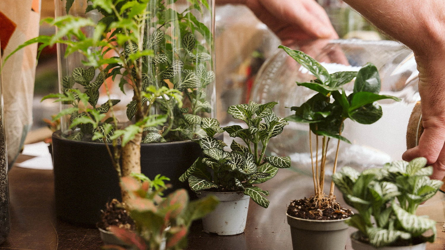 Greenery Living Flaschengarten mit Pflanzen