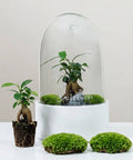 Premium Flaschengarten CERA - Serie (weiß, Dome) DIY - Set - Greenery Living