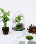 Premium Flaschengarten CERA - Serie (weiß, Dome) DIY - Set - Greenery Living