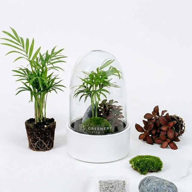Premium Flaschengarten CERA - Serie (weiß, Dome) DIY - Set - Greenery Living
